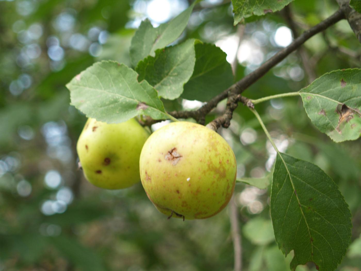 Apple, Domestic fruit